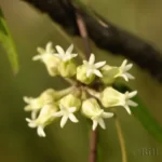 blodgetts swallowwort flower metastelma blodgettii