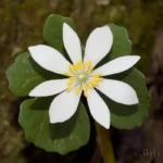 bloodroot sanguinaria canadensis