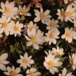 bloodroot sanguinaria canadensis 2