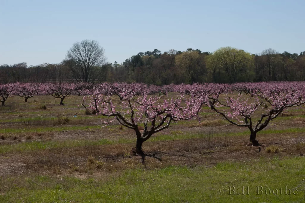 blooming peach trees orchard prunus persica blooming peach trees orchard prunus persica
