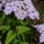 blue mistflower conoclinium coelestinum