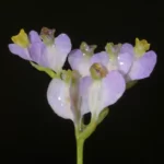 bluethread burmannia biflora