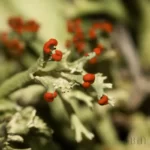 british soldier lichen cladonia sp 2