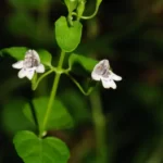 brownes savory clinopodium brownei