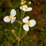 bulltongue arrowhead sagittaria lancifolia