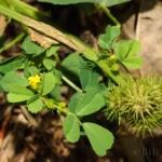 burr clover medicago polymorpha
