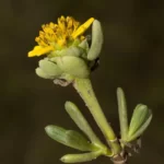 bushy seaside oxeye borrichia frutescens
