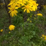 butterweed packera glabella