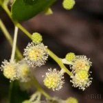 buttonwood flowers conocarpus erectus