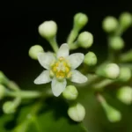 camphortree cinnamomum camphora 2