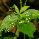 canadian honewort cryptotaenia canadensis