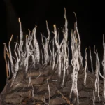 candlesnuff fungus xylaria hypoxylon