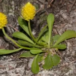 candyroot polygala nana