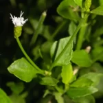 cape sable thoroughwort chromolaena frustrata