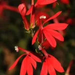cardinalflower lobelia cardinalis