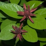 carolina allspice calycanthus floridus