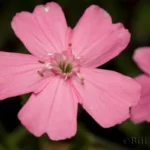carolina catchfly silene caroliniana
