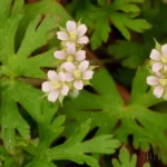 carolina cranesbill geranium carolinianum