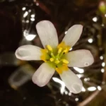 carolina fanwort cabomba caroliniana