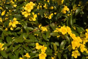 carolina jessamine gelsemium sempervirens 2