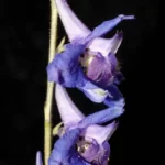 carolina larkspur delphinium carolinianum