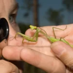 Praying mantis Is curious about a woman who is looking at her through a loupe.