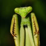 carolina mantis stagmomantis carolina