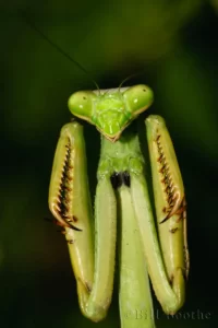 carolina mantis stagmomantis carolina