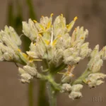 carolina redroot lachnanthes caroliana 4