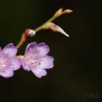 carolina sealavender limonium carolinianum