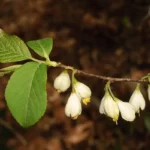 carolina silverbell halesia carolina