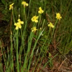 carolina yelloweyed grass xyris caroliniana