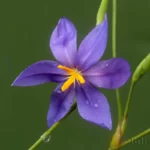 celestial lily nemastylis floridana