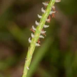 centipedegrass flowers eremochloa ophiuroides