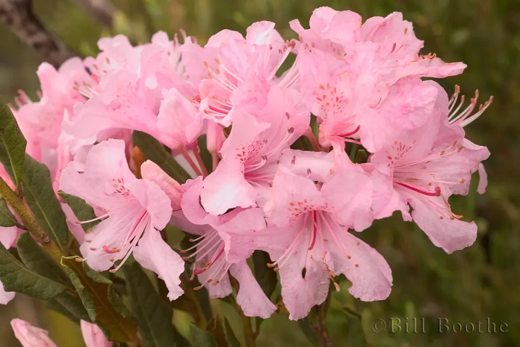 chapmans rhododendron flower rhododendron minus var. chapmanii