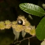 chinquapin castanea pumila