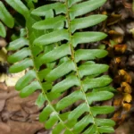 christmas fern polystichum acrostichoides
