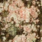 christmas wreath lichens cryptothecia rubrocincta