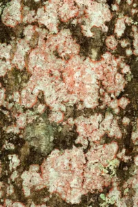 christmas wreath lichens cryptothecia rubrocincta