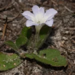 ciliate wild petunia ruellia ciliosa