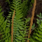 cinnamon fern osmunda cinnamomea