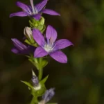 clasping venus lookingglass triodanis perfoliata