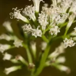 climbing hempvine mikania scandens