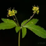 clustered black snakeroot sanicula odorata