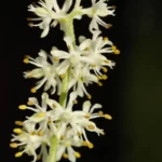 coastal false asphodel tofieldia racemosa