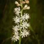 coastal false asphodel tofieldia racemosa 2