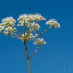 coastalplain angelica angelica dentata