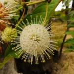 common buttonbush cephalanthus occidentalis