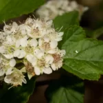 common ninebark physocarpus opulifollius