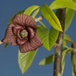 common pawpaw asimina triloba